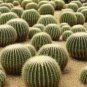 Mixed Rare Lithops Plants 24 Kinds Cactus Plants Organic Garden Succulents Bonsai 200 Seeds