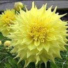 Dahlia Garden, Kind Flower 200 Seeds