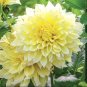 Dahlia Garden, Kind Flower 200 Seeds