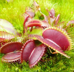 Potted Fly Trap Garden 600 Seeds