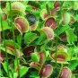 Potted Fly Trap Garden 600 Seeds