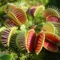 Potted Fly Trap Garden 600 Seeds