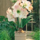 Amaryllis Bonsai Pots Hippeastrum Flowers 200 Seeds