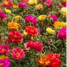 Mixed Color Moss-Rose Purslane Double Flower 1000 Seeds