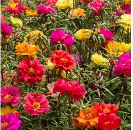 Mixed Color Moss-Rose Purslane Double Flower 1000 Seeds