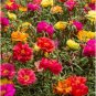 Mixed Color Moss-Rose Purslane Double Flower 1000 Seeds