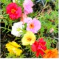 Mixed Color Moss-Rose Purslane Double Flower 1000 Seeds