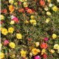 Mixed Color Moss-Rose Purslane Double Flower 1000 Seeds