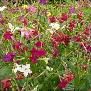 Nicotiana Alata 400 Seeds