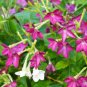 Nicotiana Alata 400 Seeds