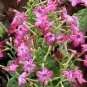 Nicotiana Alata 400 Seeds