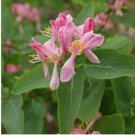Rare Honeysuckle Bonsai Garden Climbing Perennial Scent Vine Jinyinhua Flower 400 Seeds