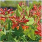 Rare Honeysuckle Bonsai Garden Climbing Perennial Scent Vine Jinyinhua Flower 400 Seeds
