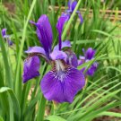 Red Iris Flower Perennial Flower Garden Rare Flower Flores 200 Seeds
