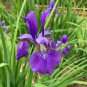 Red Iris Flower Perennial Flower Garden Rare Flower Flores 200 Seeds