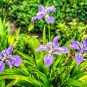 Red Iris Flower Perennial Flower Garden Rare Flower Flores 200 Seeds