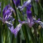Red Iris Flower Perennial Flower Garden Rare Flower Flores 200 Seeds