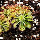 Giant Dionaea Muscipula 200 Seeds
