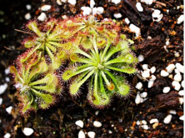 Giant Dionaea Muscipula 200 Seeds