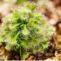 Giant Dionaea Muscipula 200 Seeds