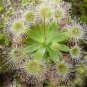 Giant Dionaea Muscipula 200 Seeds