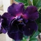 True Desert Rose Plants Exotic Adenium Obesum Bonsai 4 Seeds