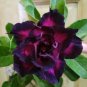 True Desert Rose Plants Exotic Adenium Obesum Bonsai 4 Seeds