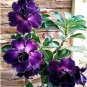 True Desert Rose Plants Exotic Adenium Obesum Bonsai 4 Seeds