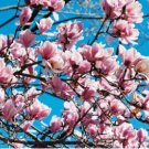 Magnolia Tree Flower 20 Seeds