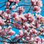Magnolia Tree Flower 20 Seeds