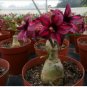 Genuine Adenium obesum Desert Rose Flower Bonsai 40 Seeds