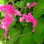 Antigonon leptopus 40 Seeds