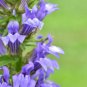 Great Blue Lobelia 40 Seeds