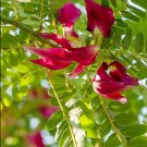 Sesbania grandiflora Vegetable Hummingbird 10 Seeds