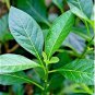 Bitter Leaf Vernonia Amygdalina 10 Seeds