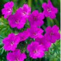 Hardy Pink Geranium Perennial Sanguineum 20 Seeds