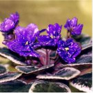 Mini Violet African Violet Garden Potted Plants Violet Flowers 100 Seeds