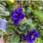Mini Violet African Violet Garden Potted Plants Violet Flowers 100 Seeds