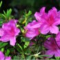 Rare Azalea Rhododendron Plants 200 Seeds