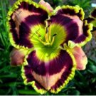 Lily Daylily Bonsai Unique 100 Seeds