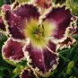 Lily Daylily Bonsai Unique 100 Seeds