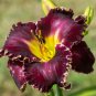 Lily Daylily Bonsai Unique 100 Seeds