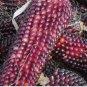 Jimmy Red Corn Famous Bootlegger Moonshine Grits Hominy Masa Corn Heirloom 100 Seeds