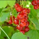 Red Currant Seeds Ribes Rubrum Easy 100 Seeds