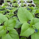 Caucasian Spinach 40 Seeds