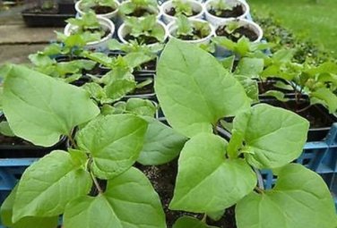 Caucasian Spinach 40 Seeds