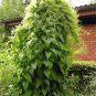 Caucasian Spinach 40 Seeds