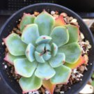 Lithops Bonsai Hybrid Rare Cactus Succulent Plants 200 Seeds