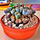 Lithops Bonsai Hybrid Rare Cactus Succulent Plants 200 Seeds