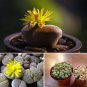 Lithops Bonsai Hybrid Rare Cactus Succulent Plants 200 Seeds